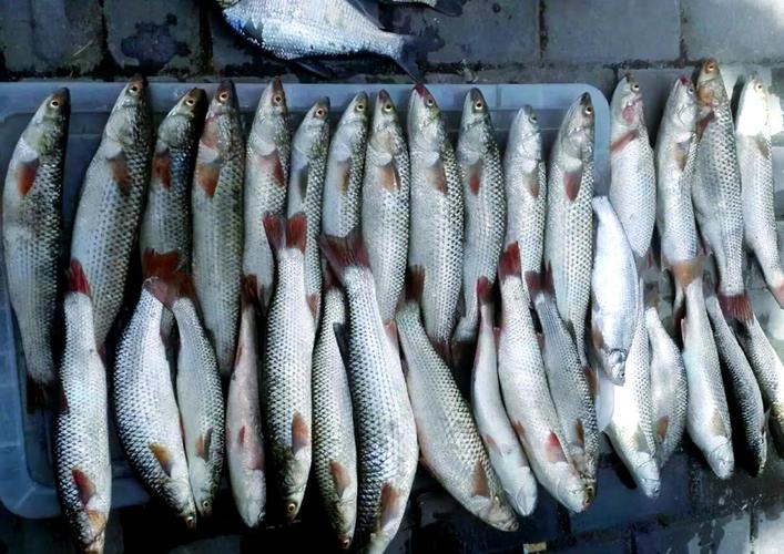 烏頭魚特征_烏頭魚_烏頭魚釣法技巧