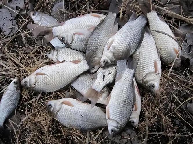 釣魚天氣_陰天釣魚技巧_晴天釣魚技巧