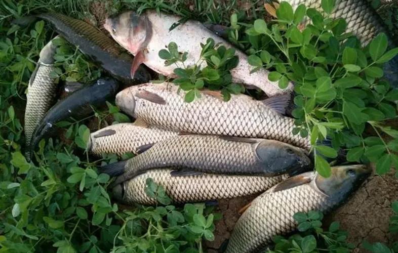 草魚專用餌料配方解析_鉤尖江湖草魚餌料_黑坑釣草魚用什么餌好