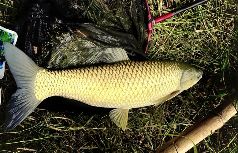 鉤尖江湖草魚餌料_黑坑釣草魚用什么餌好_草魚專用餌料配方解析