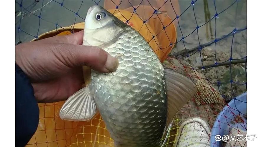 氣壓高低與魚口關系_為啥氣壓高了魚口不好_天氣狀況影響魚口