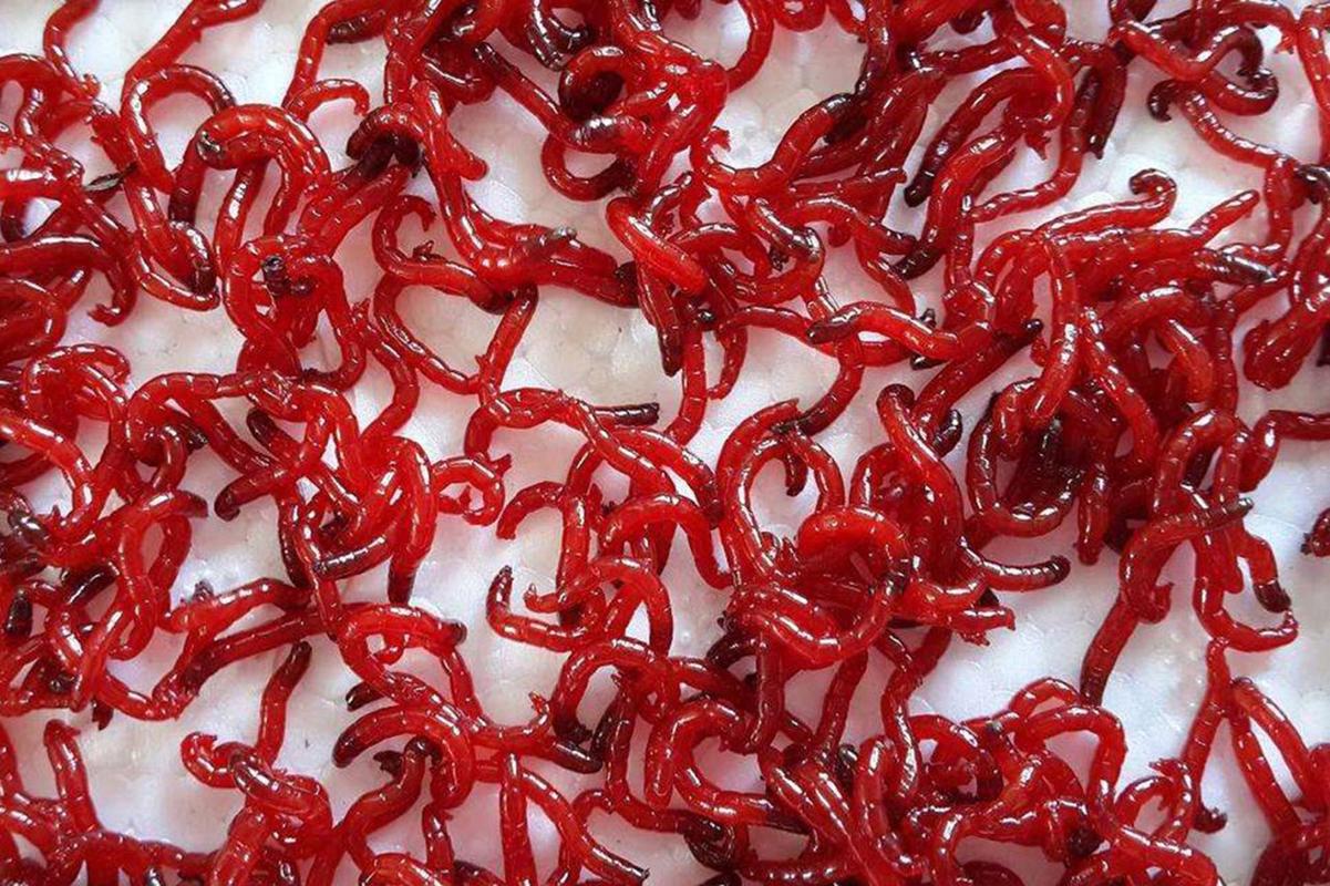 冬天紅蟲拉餌釣魚好不好_冬季釣魚紅蟲使用方法_商品粉餌拉紅蟲技巧