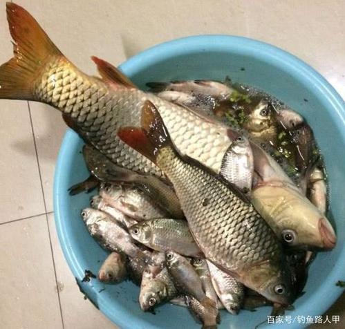 4號袖鉤最大釣幾斤_袖鉤鉤號與魚重對應表_袖鉤號數大小尺寸
