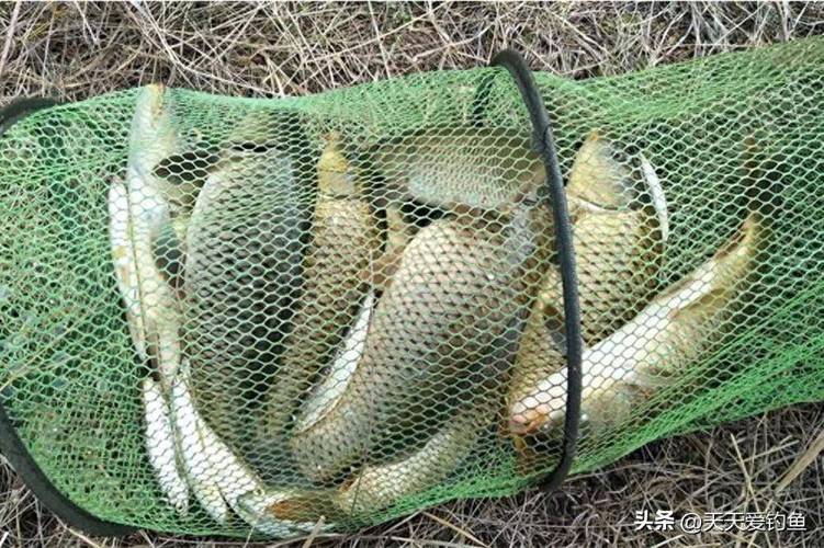 釣魚視頻野釣直播視頻_釣魚視頻野釣農村野河_釣魚網野釣視頻