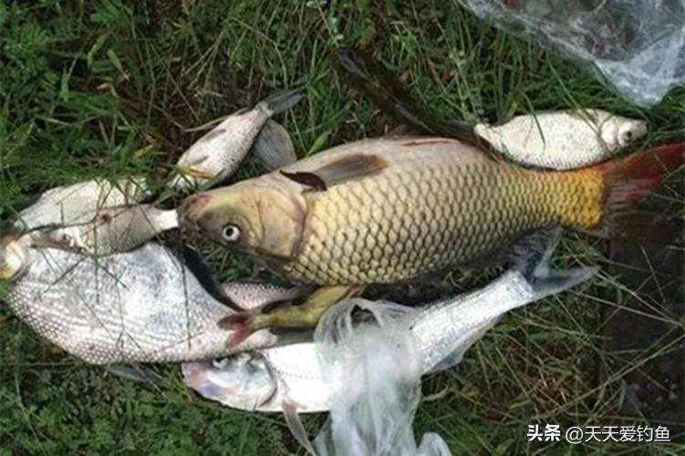 釣魚視頻野釣農村野河_釣魚網野釣視頻_釣魚視頻野釣直播視頻