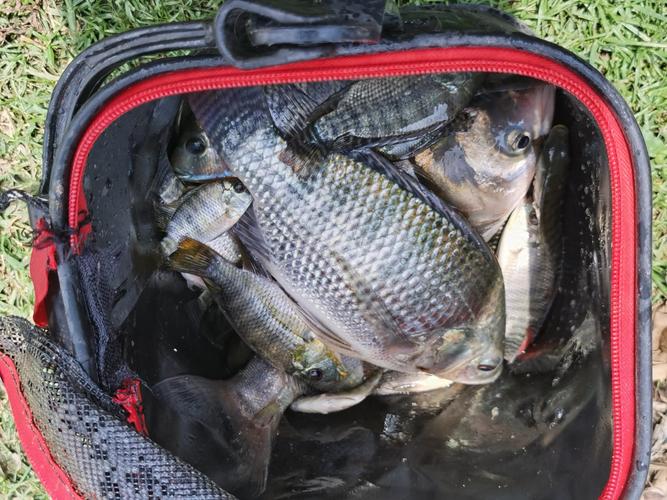 4月釣魚的最佳時間段_鯽魚釣法攻略_四月釣魚技巧