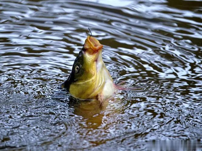 四月釣魚技巧_鯽魚釣法攻略_4月釣魚的最佳時間段