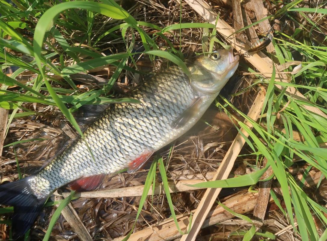 新手路亞釣魚教學_為什么不準用路亞釣魚的原因_路亞釣魚技巧入門