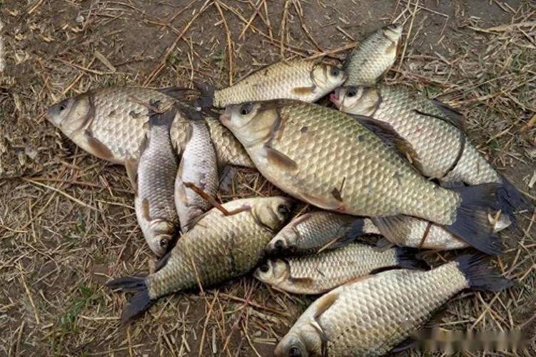 魚樂無限釣魚學校_魚樂無限之野釣篇_魚樂無限調五釣五