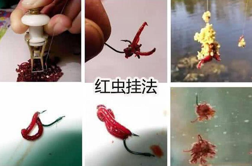 黑坑老板禁止紅蟲原因_黑坑紅蟲使用限制_釣魚為什么不讓用紅蟲