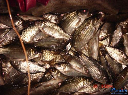 黑坑老板禁止紅蟲原因_黑坑紅蟲使用限制_釣魚為什么不讓用紅蟲