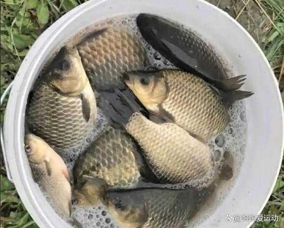 4.5米碳素綜合竿推薦_漁具用品全套有哪些_釣魚新手入門裝備清單