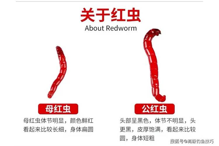 冬天紅蟲釣魚_紅蟲對水質的影響_釣魚為什么不讓用紅蟲