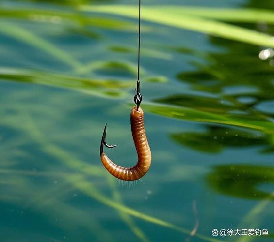 釣魚蚯蚓掛法圖_釣魚蚯蚓正確用法_蚯蚓掛鉤方法