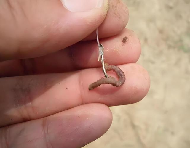 釣魚蚯蚓掛法圖_野釣鯽魚蚯蚓掛法技巧_避開誤區提高中魚率
