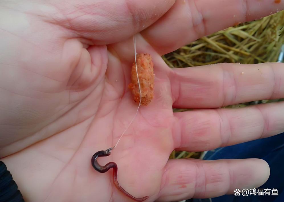 釣魚蚯蚓掛法圖_避開誤區提高中魚率_野釣鯽魚蚯蚓掛法技巧