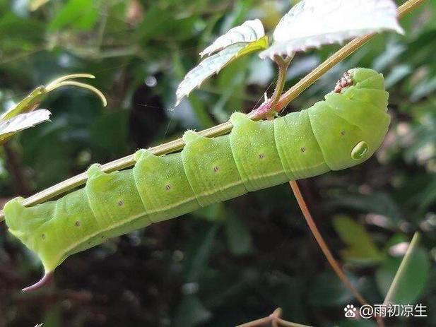 大青蟲_菜青蟲防治方法_大青蟲