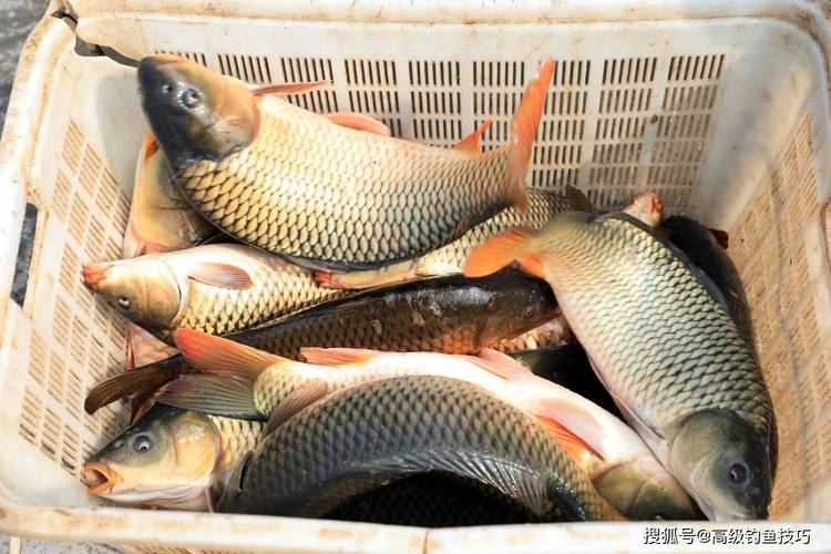 黑坑釣鯉魚技巧_專攻黑坑鯉魚餌料配方_黑坑鯉魚餌料與釣法