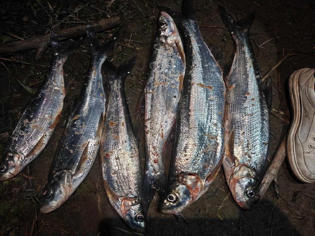 路亞釣魚為什么禁止_路亞釣法技巧_為什么不準用路亞釣魚呢