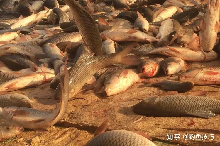 春季水庫釣魚_春季水庫釣鯉魚_早春水庫釣魚技巧