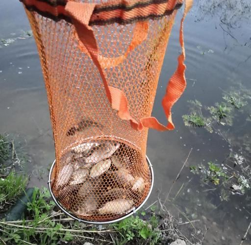 春季水庫釣鯉魚_早春水庫釣魚技巧_春季水庫釣魚