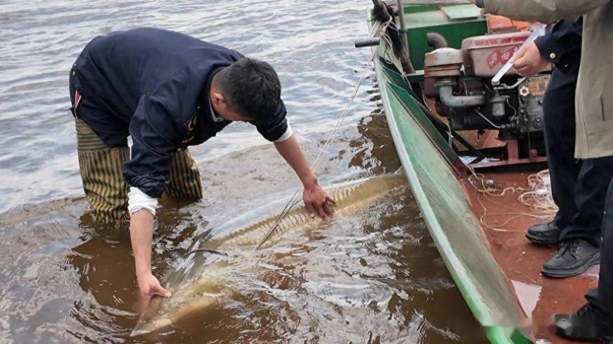 千島湖180斤大魚王_千島湖 鴨嘴鱘 魚王