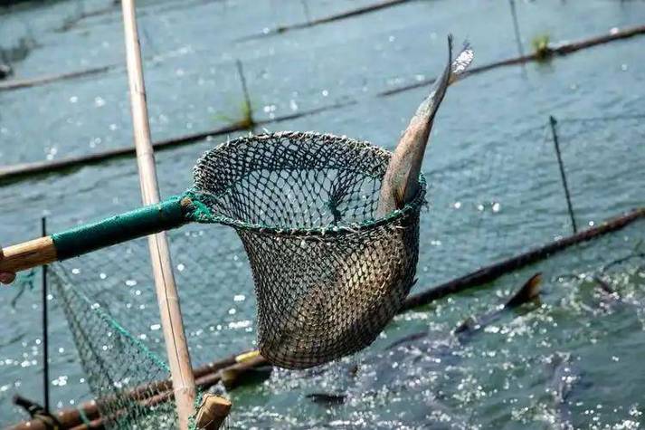 千島湖最大魚有多大_千島湖野生鰱鳙捕撈量_千島湖180斤大魚王