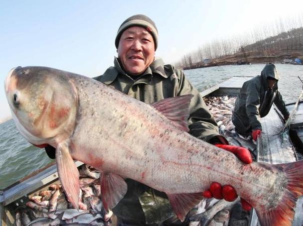 千島湖最大魚有多大_千島湖野生鰱鳙捕撈量_千島湖180斤大魚王