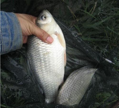 橋上釣深水技巧_5米4手桿釣魚技巧_冬季橋釣手竿