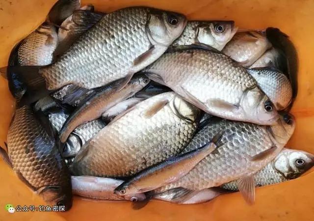 5米4手桿釣魚技巧_橋上釣深水技巧_冬季橋釣手竿