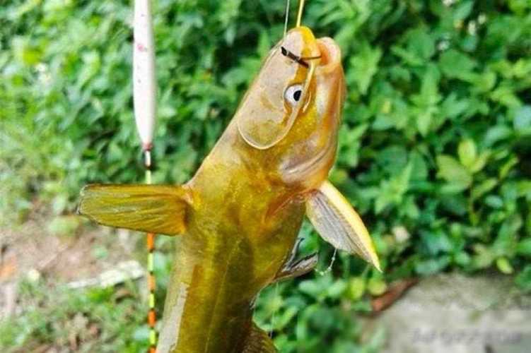 釣嘎魚_嘎魚怕光習性_秋季釣嘎魚技巧