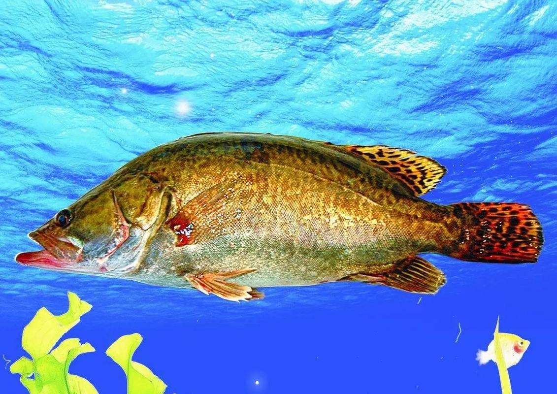 菜市場魚的做法_淡水魚_淡水魚營養誤區