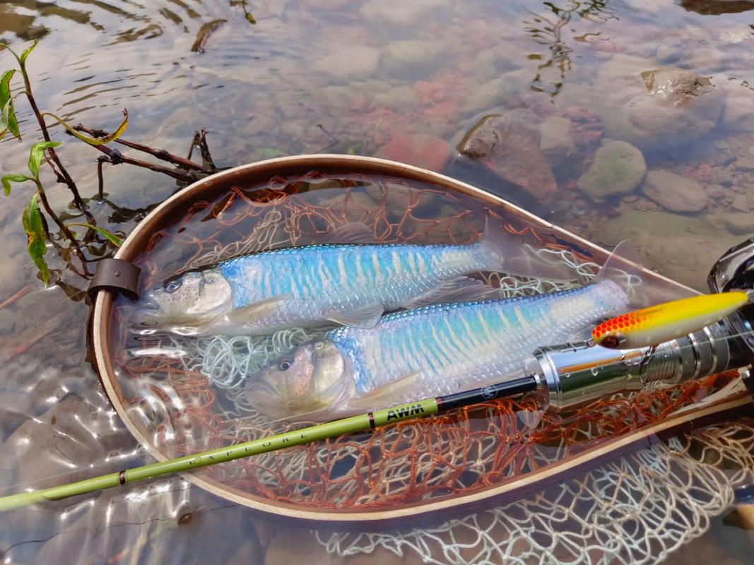 路亞釣具搭配與目標魚種_路亞釣法為什么不能碰_為什么釣魚人都討厭玩路亞的
