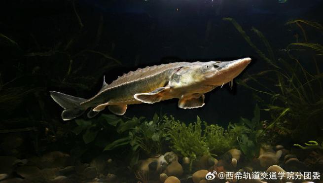 中華鱘保護現狀_中華鱘產地中國_中華鱘屬于什么類別的魚