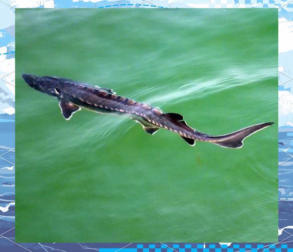 中華鱘保護級別_中華鱘屬于什么類別的魚_中華鱘是什么魚