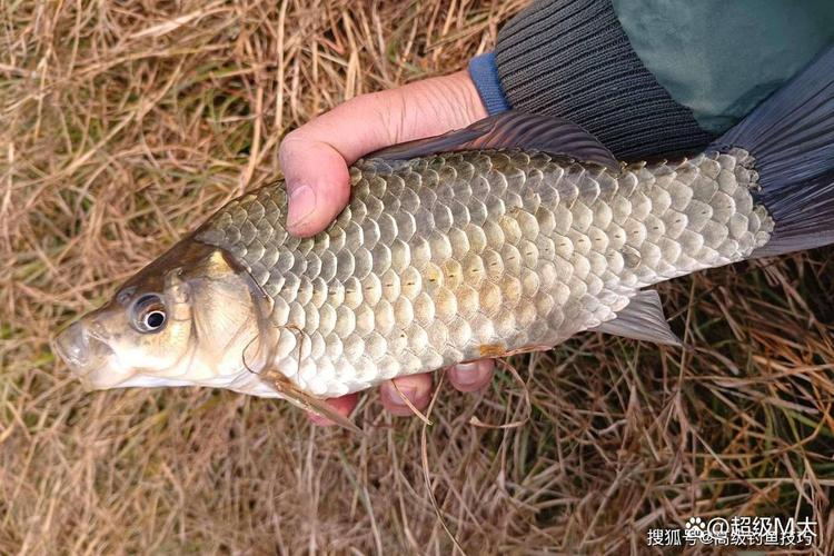 四月鯽魚釣法_15-20度鯽魚釣法_4月怎么釣魚