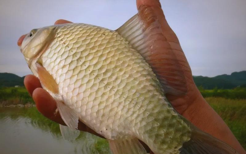 四月鯽魚釣法_15-20度鯽魚釣法_4月怎么釣魚