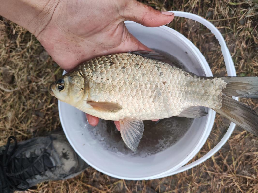 15-20度鯽魚釣法_4月怎么釣魚_四月鯽魚釣法