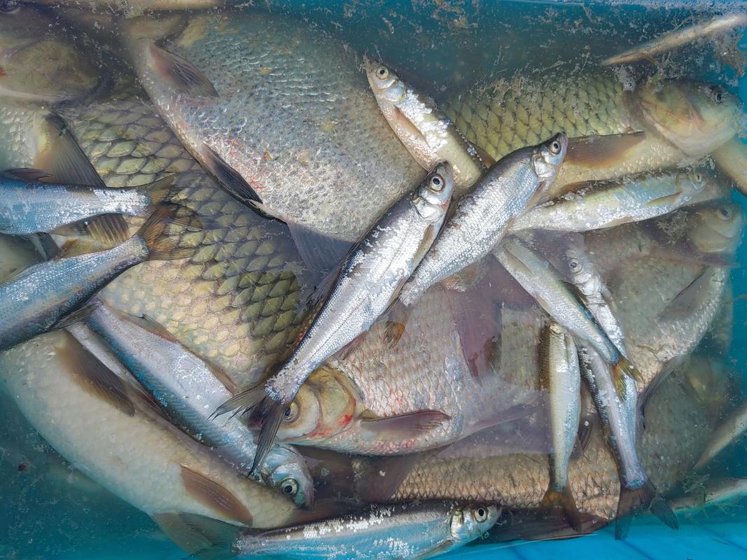 5.4米鯉竿推薦_5.4米鯉魚竿推薦_迪佳黑紋鯉參數