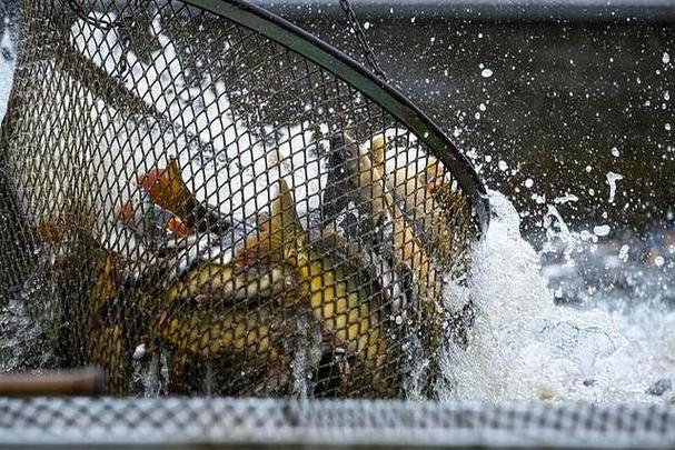 四月釣魚技巧_四月魚情變化_4月怎么釣魚