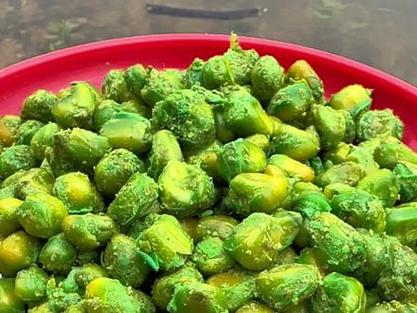 野釣草魚餌料配方與制作_五月野釣草魚避開玉米果酸_谷物發酵餌料配方