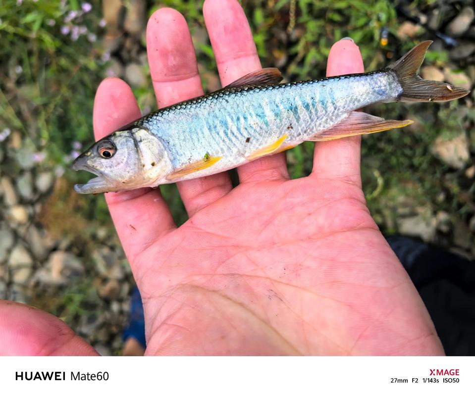 微物路亞目標魚種豐富高頻反饋_微物路亞入門裝備門檻低_為什么很多人玩路亞好久了