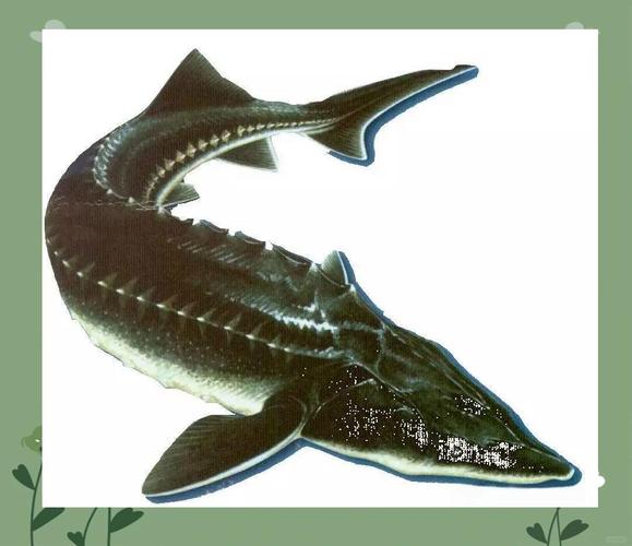 中華鱘是屬于什么類別的魚_中華鱘人工繁育放流_中華鱘長江十年禁漁保護