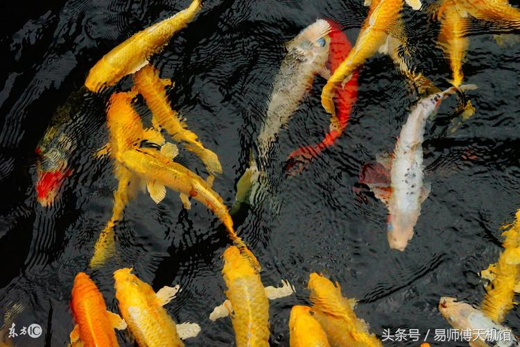 周公解夢大全夢見釣魚_夢見抓魚預示財運_夢見捉魚代表什么意思
