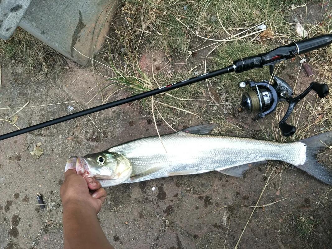 路亞釣黑魚用什么餌_為什么叫路亞釣魚_路亞釣法適合釣什么魚