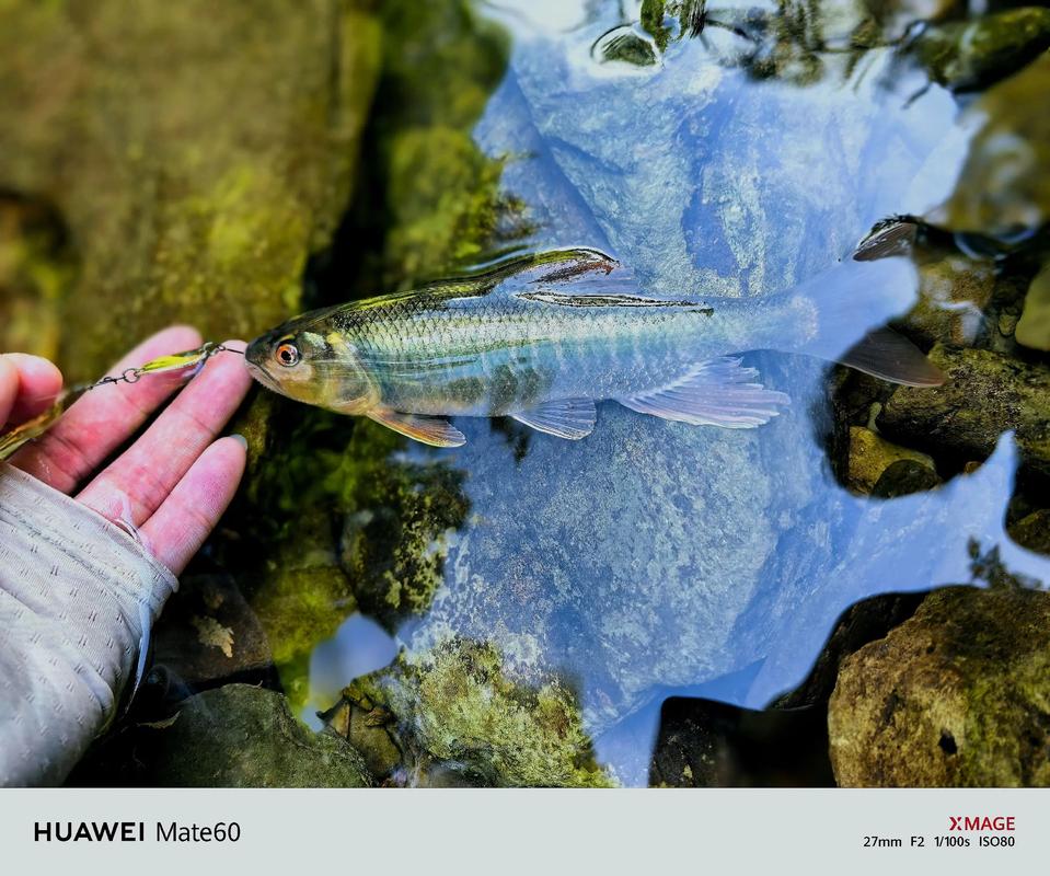路亞釣法適合釣什么魚_為什么叫路亞釣魚_路亞釣黑魚用什么餌