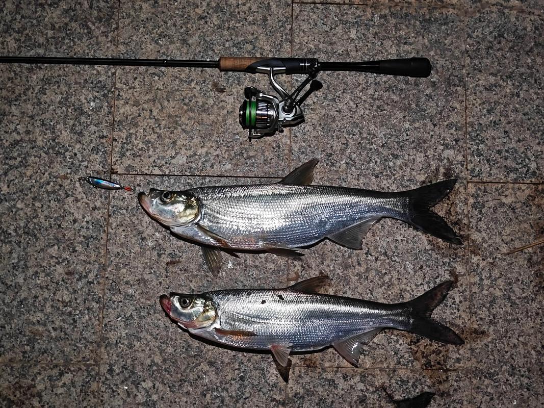 路亞釣法適合釣什么魚_為什么叫路亞釣魚_路亞釣黑魚用什么餌