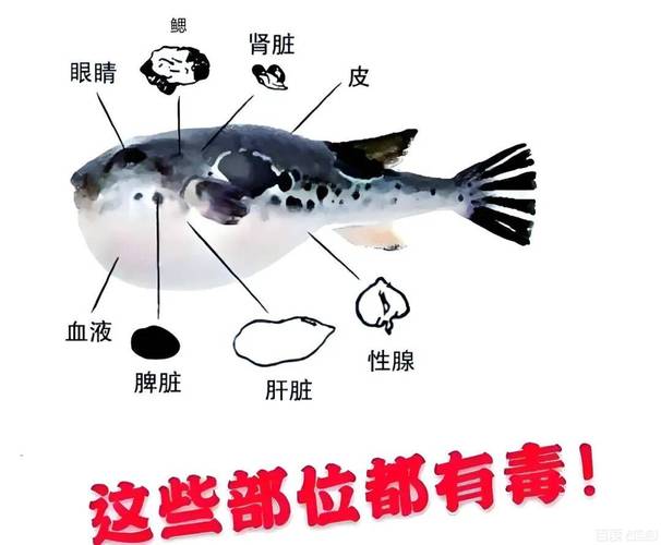 河豚毒素成分_河鲀都是有毒的嗎?不準確_河豚安全食用方法