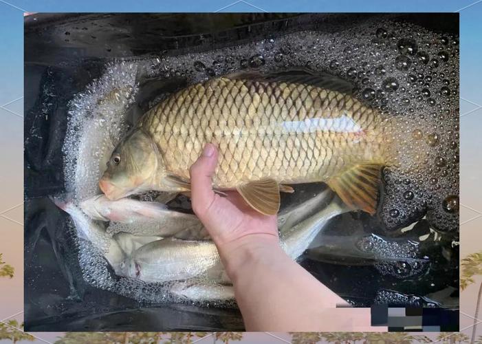 釣魚線什么牌子的質量好_釣魚線_釣魚線k線圖