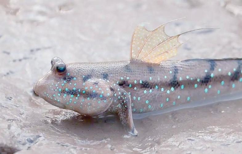 彈涂魚呼吸機制_彈涂魚爬樹行為_什么魚能在陸地生活還能爬樹